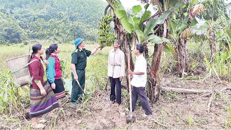 Mô hình trồng chuối xuất khẩu của đồng bào biên giới tỉnh Lai Châu.