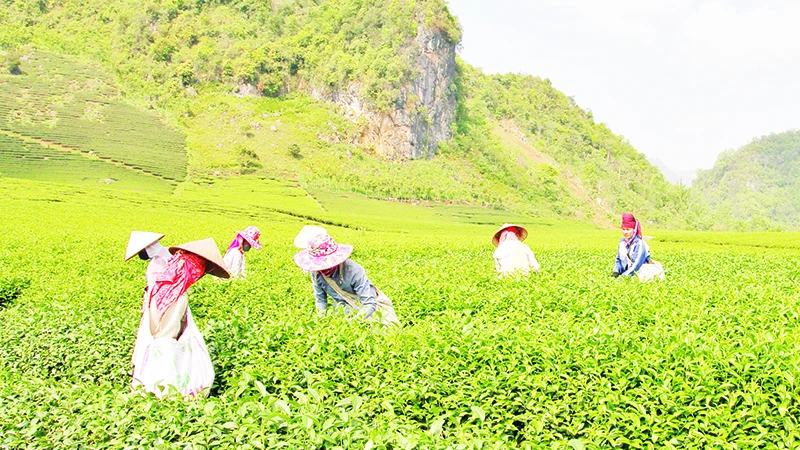 Vùng trồng chè được cấp nhãn hiệu chứng nhận “Chè Phổng Lái Thuận Châu”.