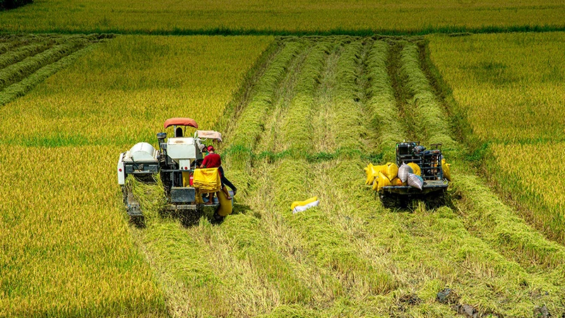 Ngành lúa gạo Việt Nam đang hướng tới mục tiêu giảm phát thải. Ảnh | LÂM MINH NHẬT