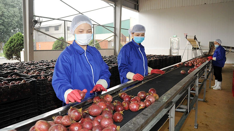 Chế biến chanh leo xuất khẩu tại Công ty CP Thực phẩm xuất khẩu Đồng Giao (DOVECO). Ảnh | ĐỨC KHÁNH