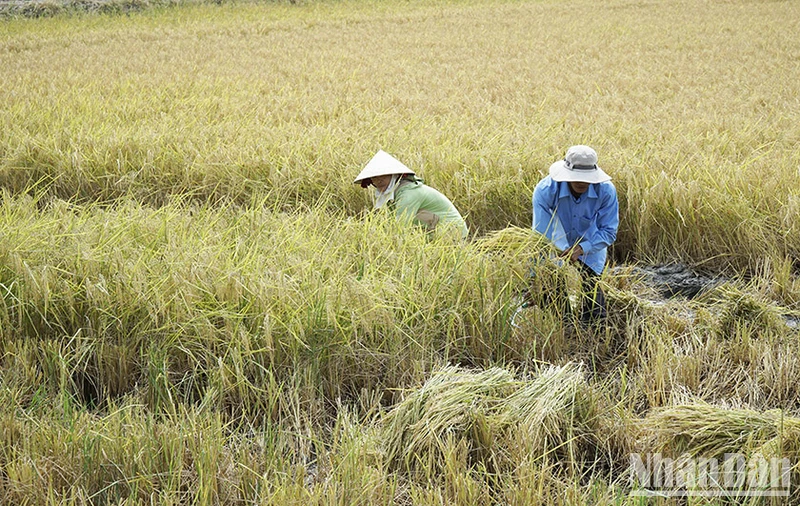 Nông dân Sóc Trăng thu hoạch lúa hữu cơ.