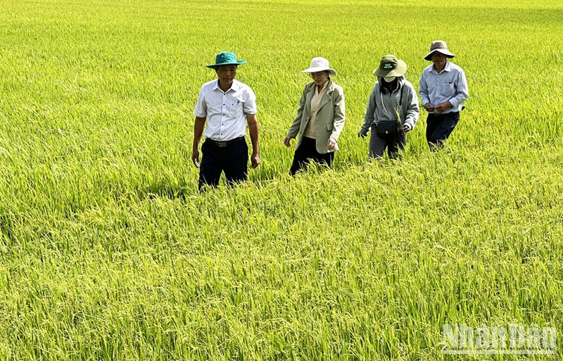 Cán bộ ngành nông nghiệp tỉnh Sóc Trăng tích cực hướng dẫn nông dân phòng chống hạn mặn.