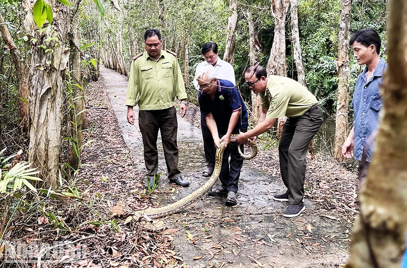 Cơ quan chức năng tiến hành thả trăn đất về môi trường tự nhiên phù hợp.