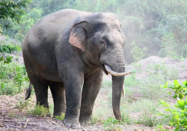 Một cá thể voi rừng ở Đồng Nai.