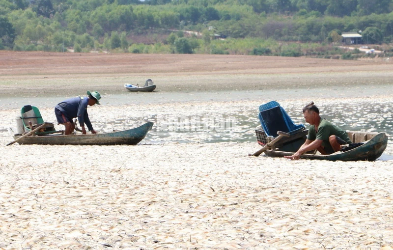 Đội nuôi trồng thủy sản, Bộ Chỉ huy Quân sự tỉnh Đồng Nai đang vớt, xử lý số cá chết trên hồ Sông Mây.