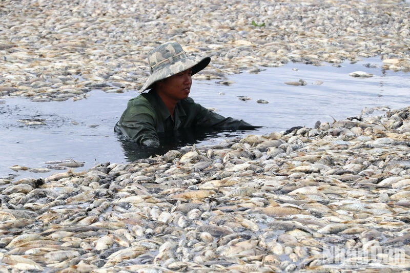 Khẩn trương xử lý hàng trăm tấn cá chết ở hồ Sông Mây