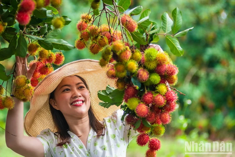 Long Khánh được xem là "thủ phủ' của nhiều loại trái cây ngon nức tiếng ở Đông Nam Bộ.