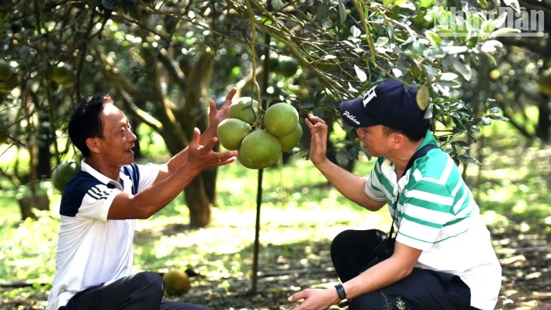 Ông Ngô Văn Sơn (bên trái) một trong những người trồng bưởi lâu năm ở vùng Tân Triều.