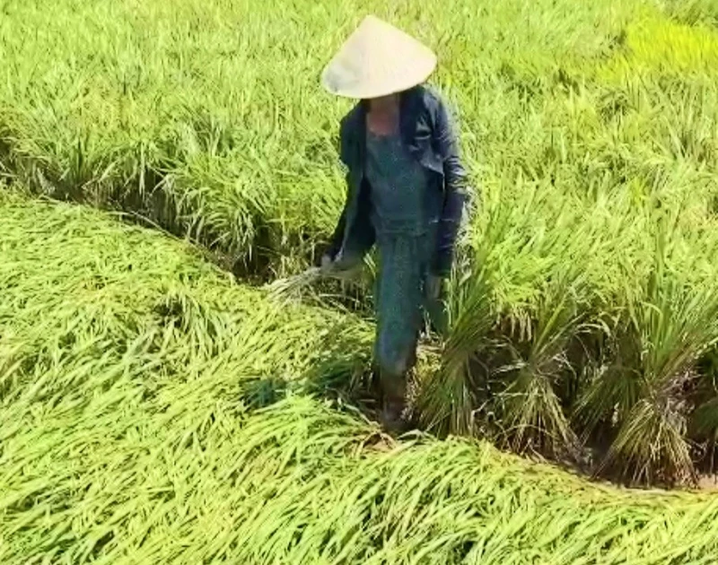 Nông dân huyện Lệ Thủy buộc lúa thành từng khóm để dựng lại.