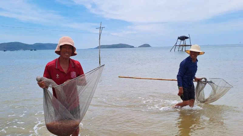 Ngư dân xã Quảng Phú, huyện Quảng Trạch vui vì ruốc được mùa, được giá.