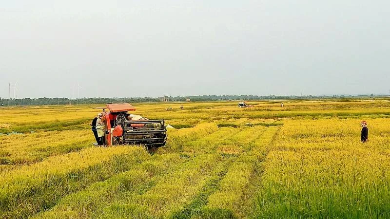 Nông dân huyện Quảng Ninh, tỉnh Quảng Bình khẩn trương thu hoạch lúa hè thu. 