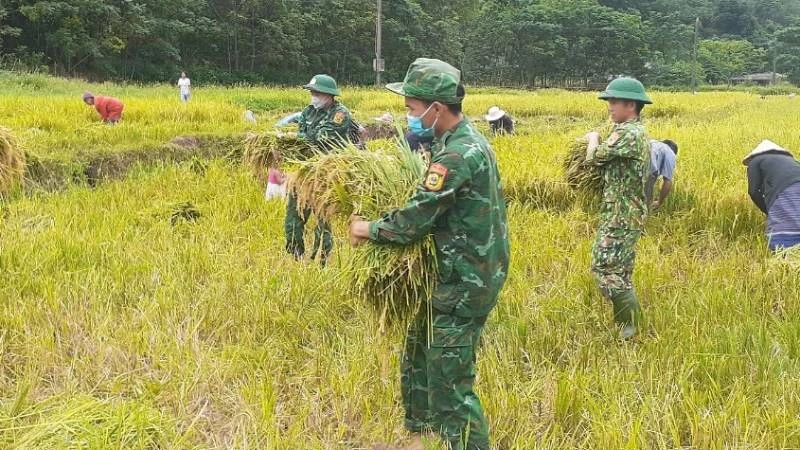 Cán bộ, chiến sĩ Đồn Biên phòng cửa khẩu quốc tế Cha Lo (Quảng Bình thu hoạch lúa cùng bà con ở bản Ka Ai.