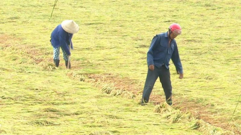 Nông dân huyện Quảng Ninh (Quảng Bình) ra đồng dựng lại lúa đông xuân sắp thu hoạch đổ ngã sau các trận mưa dông.