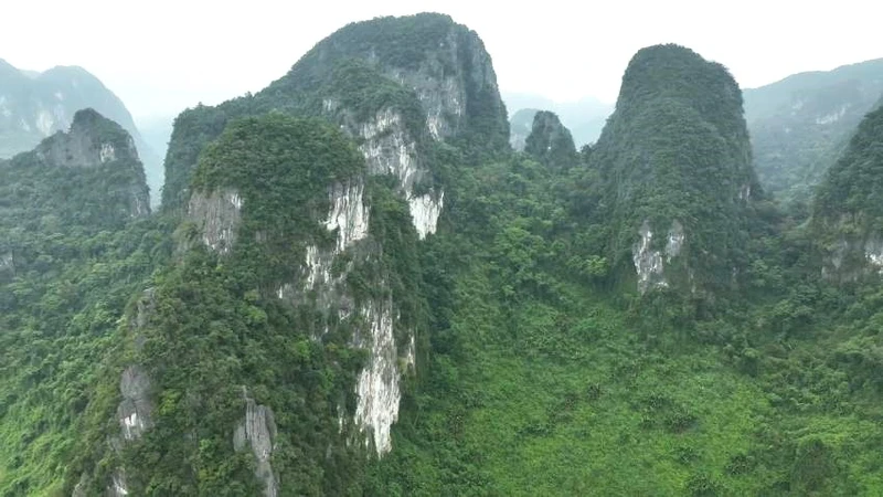 Rừng trên núi đá vôi ở Vườn quốc gia Phong Nha-Kẻ Bàng (ảnh minh họa)