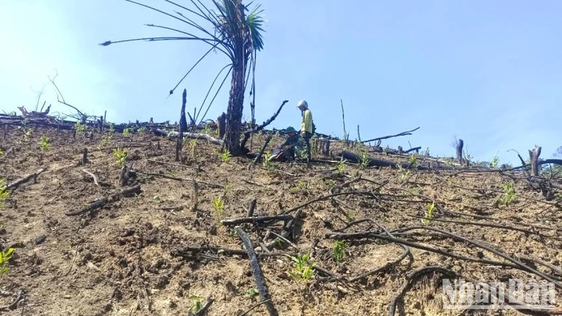 Một số diện tích rừng ở xã Hồng Hóa bị phá trái phép để lấn chiếm đất trồng rừng.
