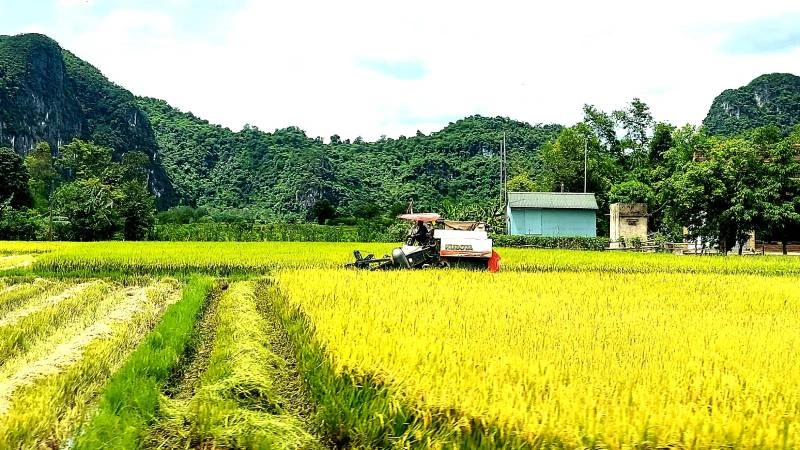 Nông dân "rốn lũ" Tân Hóa (Quảng Bình) tranh thủ trời nắng để thu hoạch lúa hè thu trước khi thời tiết chuyển mùa