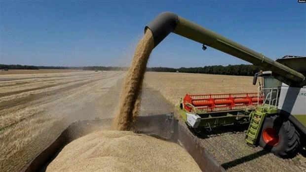 Thu hoạch ngũ cốc trên cánh đồng ở Zhovtneve, Ukraine. Ảnh: Reuters/TTXVN