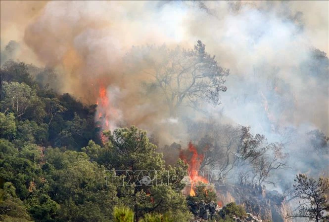 Cuba đã ghi nhận 284 vụ cháy rừng trong năm 2022. (Ảnh minh họa: THX/TTXVN)