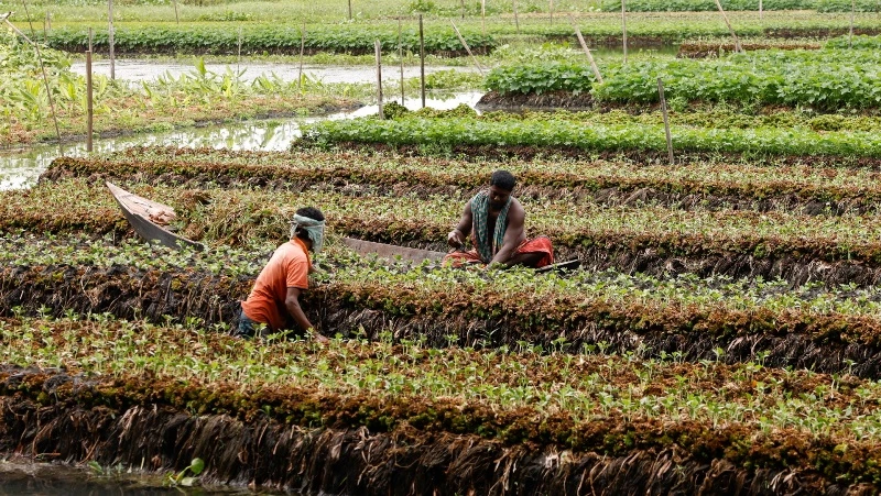 Người dân Bangladesh canh tác trên một trang trại nổi ở Nazirpur, Pirojpur. (Ảnh minh họa: Reuters)