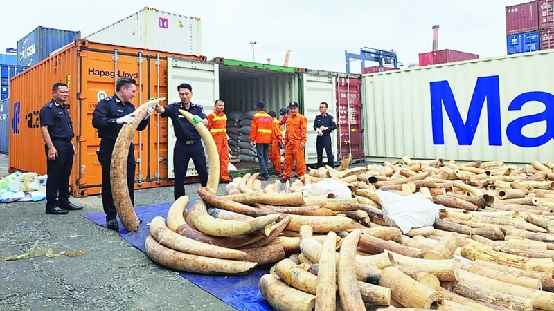 Vụ nhập lậu ngà voi lớn nhất từ trước đến nay tại cảng Hải Phòng do Cục Hải quan Hải Phòng chủ trì bắt giữ ngày 20/3/2023. (Ảnh: T.Bình)