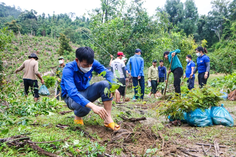 Tuổi trẻ Quảng Ngãi góp sức phục hồi rừng đầu nguồn.