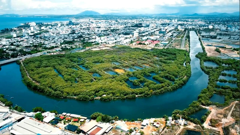 Khu rừng ngập mặn thành phố Phan Thiết được giữ nguyên sau điều chỉnh quy hoạch. (Ảnh: Tiêu Đình An).
