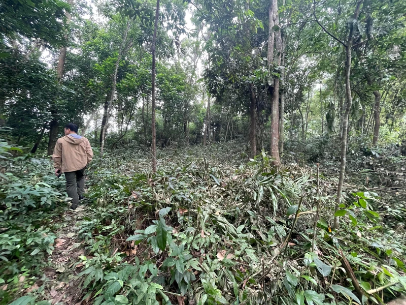 Khu vực rừng tự nhiên tại đồi Thiêng, xóm Chanh, xã Cao Sơn, huyện Lương Sơn bị phát khi chưa được các cơ quan có thẩm quyền phê duyệt dự án.