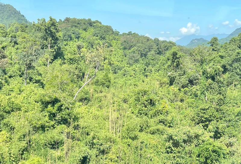 Lào đặt mục tiêu nâng tỷ lệ che phủ rừng lên 70% vào năm 2035. (Ảnh: Trịnh Quốc Dũng)