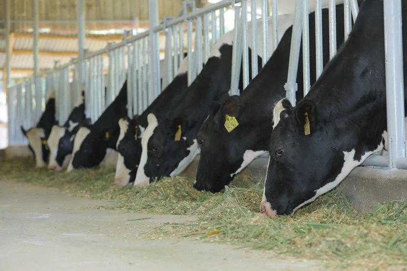 500 con bò sữa cao sản HF đầu tiên từ trang trại TH ở huyện Nghĩa Đàn được đưa về Cát Tiên.
