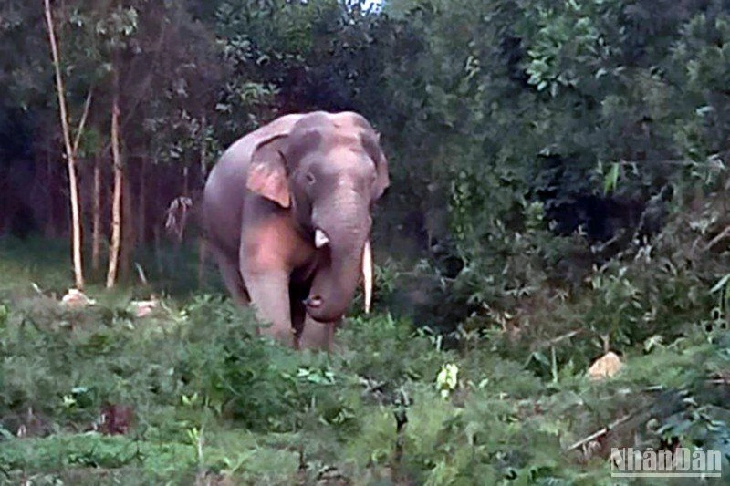 Một con voi rừng xuất hiện ở khu dân cư xã Thanh Sơn, huyện Định Quán.