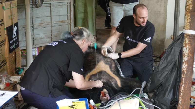 Các chuyên gia khám sức khỏe nhanh cho các cá thể gấu tại hiện trường. 