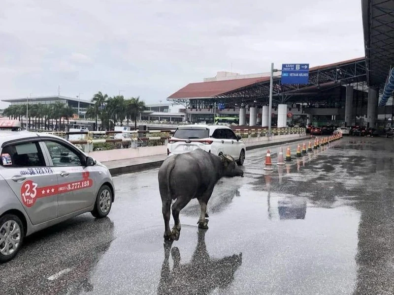 Chú trâu "đi lạc" lên khu vực tầng 2 nhà ga T1.