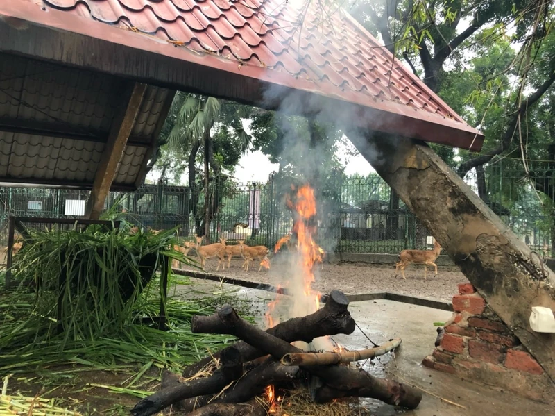 Đốt lửa sưởi ấm cho động vật tại vườn thú Hà Nội.