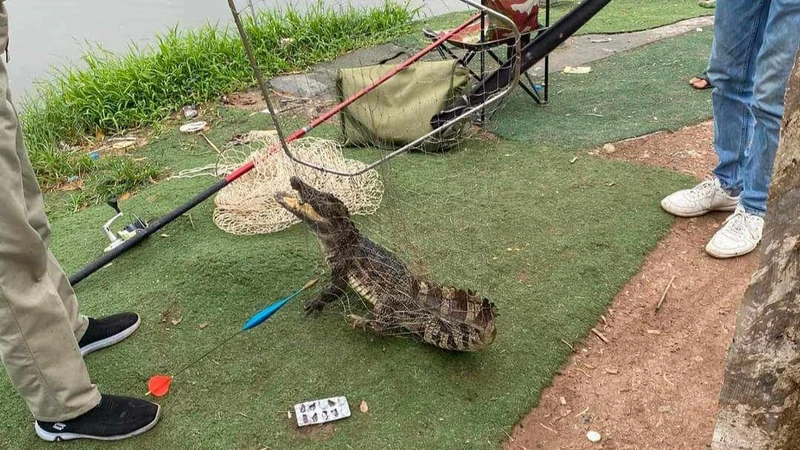 Cá thể cá sấu được người đi câu bắt được sáng 21/4 tại Linh Đường, Hà Nội.