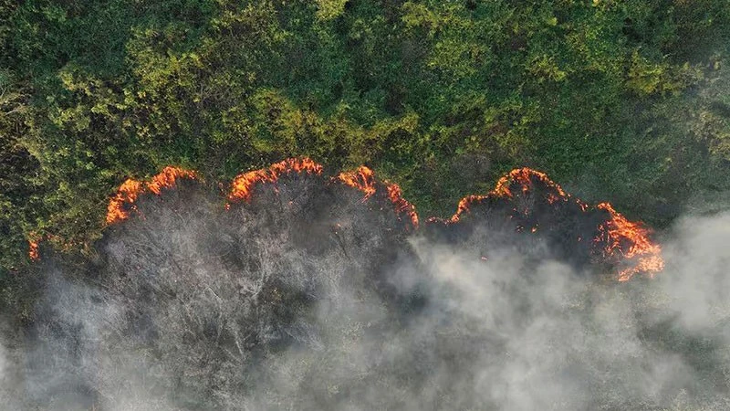 Cháy rừng tàn phá thảm thực vật tại Brazil. (Ảnh: REUTERS)