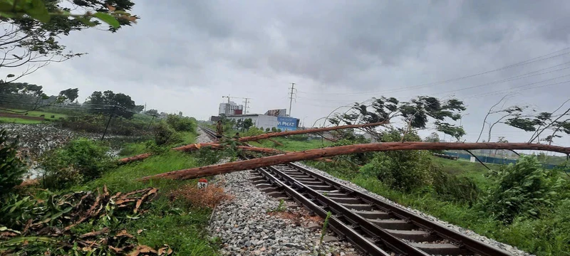 Cây đổ trên tuyến đường sắt Hà Nội - Đồng Đăng. 