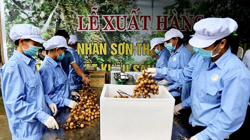 Nhân viên Công ty Cổ phần nông nghiệp hữu cơ FUSA đóng hộp nhãn Sơn Thủy trước khi xuất khẩu.