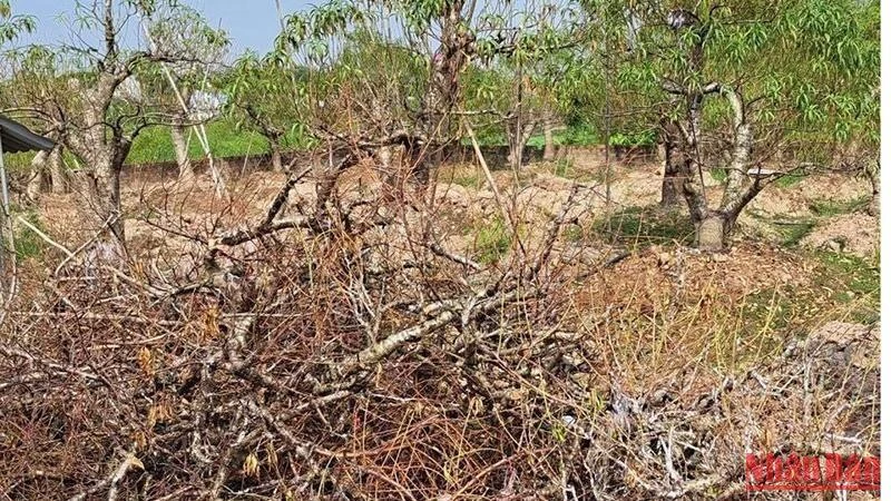 Đào chết được người dân làng Sa Cát (phường Hoàng Diệu, thành phố Thái Bình) xếp chất đống trong các mảnh vườn nhà.