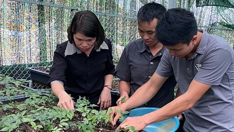 Chủ động chuyển đổi sang cây trồng giá trị cao, người dân huyện Tuần Giáo đã đầu tư trồng thí điểm cây sâm Ngọc Linh dưới tán rừng xã Tênh Phông.