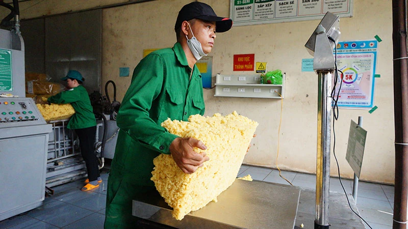 Công nhân Công ty TNHH MTV cao su Mang Yang chế biến mủ cao-su xuất khẩu.