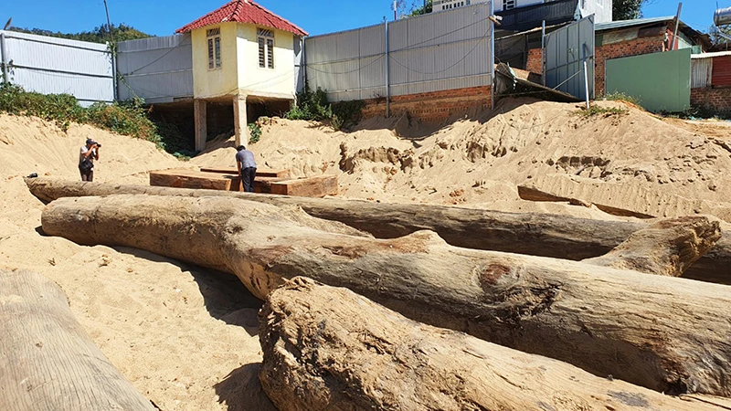 Số lượng lớn gỗ các đối tượng tập trung giữa bãi cát.