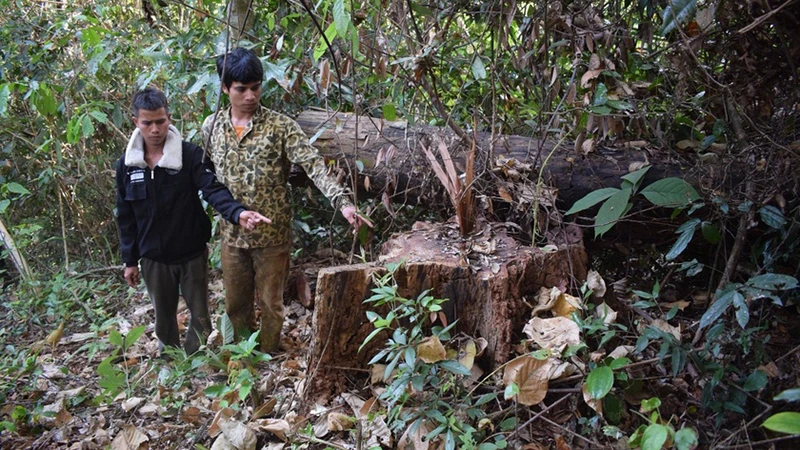 Đối tượng Đinh Nhi (áo khoác đen) và Đinh Văn Nhâu tại hiện trường vụ khai thác gỗ trái phép tại xã Sơ Pai. (Ảnh: Công an huyện Kbang cung cấp)