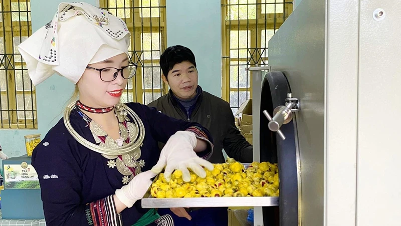 Chế biến trà hoa vàng tại Hợp tác xã nông lâm Nghĩa Tá, huyện Chợ Đồn.