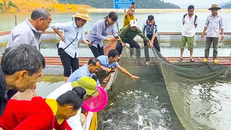 Người dân bản Mánh Đanh, xã Ẳng Cang, huyện Mường Ảng vui mừng thu hoạch lứa cá đầu nuôi trên lòng hồ Ẳng Cang.