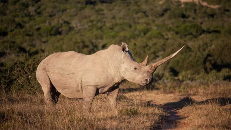 Tê giác trắng tại Nam Phi. (Ảnh: AFP/TTXVN)