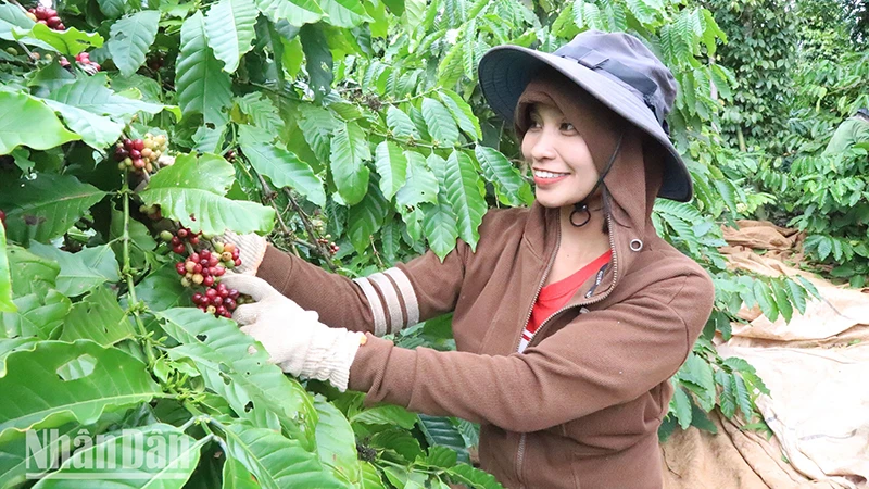 Nông dân xã Ea Ktur, huyện Cư Kuin, tỉnh Đắk Lắk phấn khởi thu hoạch khi giá cà-phê tăng cao.