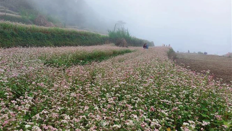 Hoa tam giác mạch tại Cao nguyên đá Đồng Văn (Hà Giang) là điểm đến thu hút du khách trong và ngoài nước. Ảnh tư liệu: Đinh Thuận/TTXVN