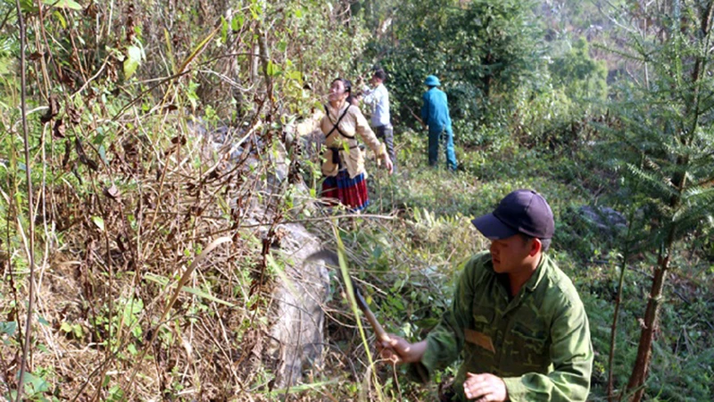 Các chủ rừng ở huyện Tủa Chùa phát đường băng cản lửa, phòng chống cháy rừng.