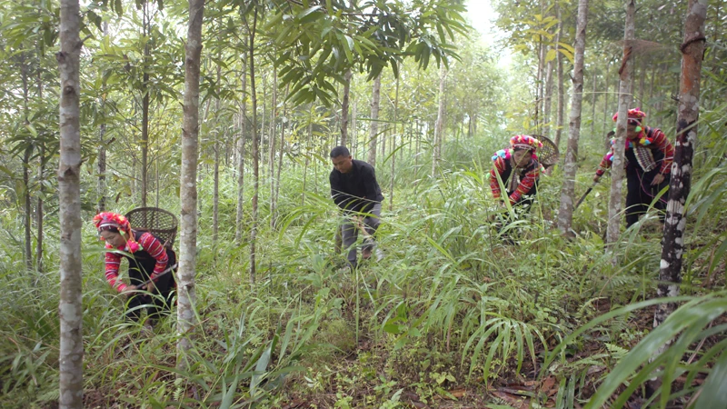 Được hưởng lợi từ dịch vụ môi trường rừng, người dân tích cực tham gia bảo vệ, khoanh nuôi và trồng rừng.