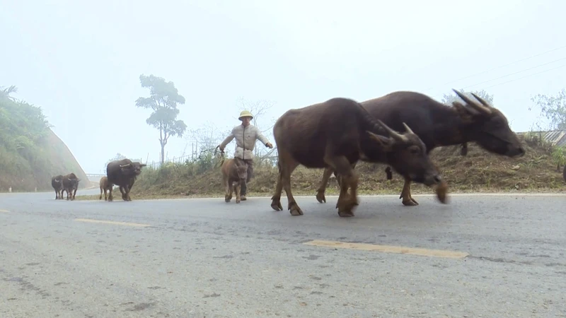 Người dân các xã vùng cao huyện Sìn Hồ đưa đàn gia súc về vùng thấp để tránh rét.